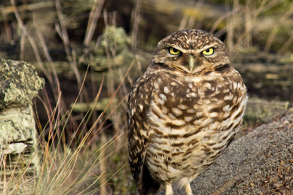 Burrowing Owl